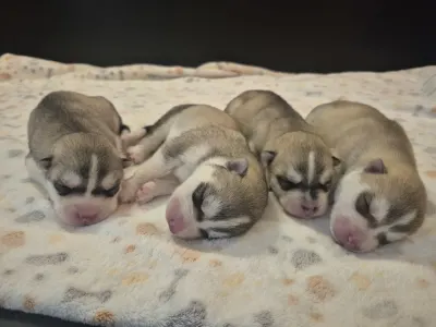 Siberian Husky - Saint Michael Island "red Boy"