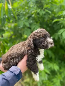 Lagotto Romanjolo - Aky