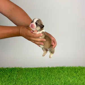 Welsh Corgi Pembroke - Dolby