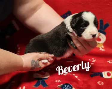 Border Collie - Beverly