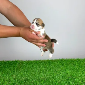 Pembroke Welsh Corgi - Ammi