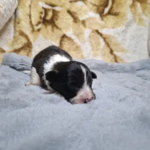 Border Collie - Dazzling Borders