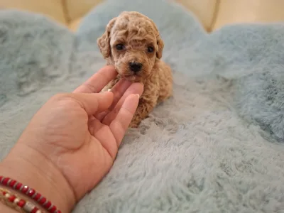 Maltipoo - Maltipoo Toy F