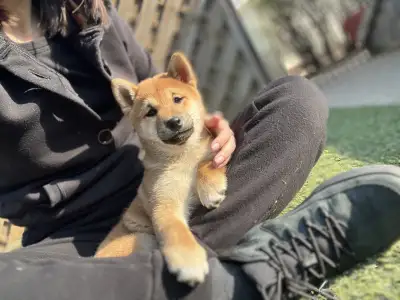 Shiba - Bravados Chiemi