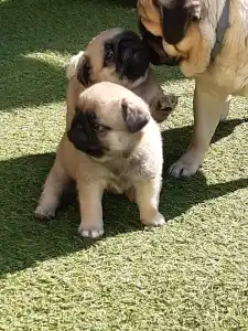 Papillon - Apple Of My Eye 