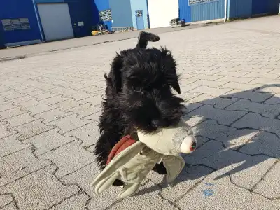 Цвергшнауцер - Herkules