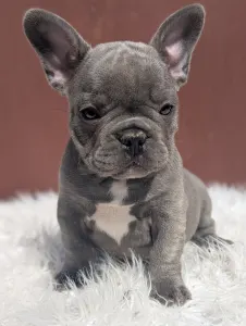 Francouzský buldoček - Ashur