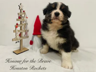 Berger australien - Honour For The Brave Houston Rockets