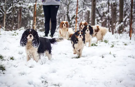 Cavalier King Charles spániel - Erdőszéli Ezüstcsillag