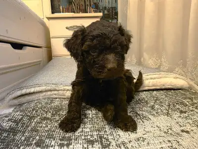 Lagotto Romagnolo - Bobby