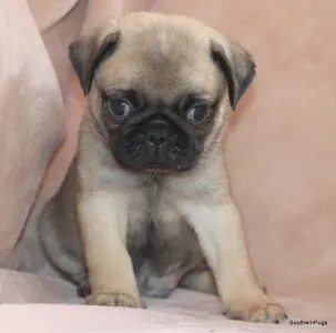 Pug - Dobby On Hold