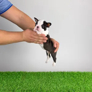 Бостон-терьер - Gessy