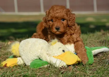 Cavapoo - Zaki