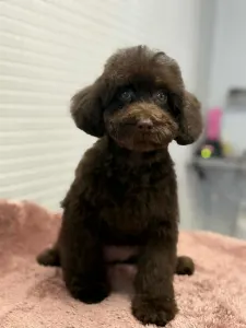 Poodle Miniature - Dóra ( Little Dwarf )
