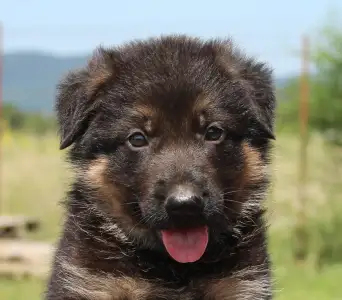 German Shepherd Dog - Vaják