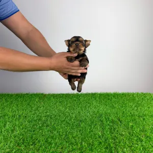 Yorkshire terrier - Gizi