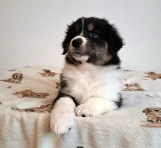 Australian Shepherd - Delwyn