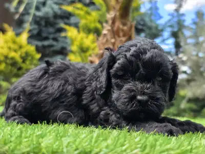 Cavapoo - Zoya