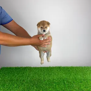 Shiba Inu - Taiyo