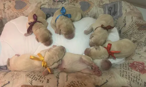 Labrador Retriever - Heroes Of Kelly Origo