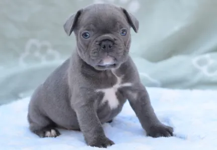 Francouzský buldoček - Magnus