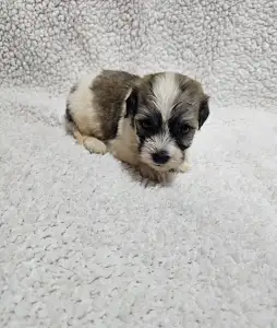 Bichon havanais - Milo