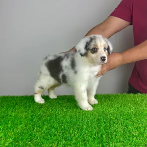 Australian Shepherd - Sillie