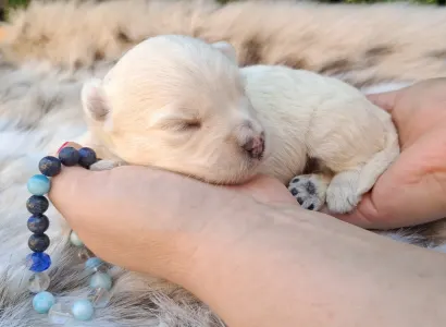 West Highland White Terrier - Bosco