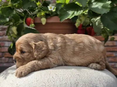 Cavapoo - Bigbob