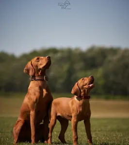 Kurzhaariger Ungarischer Vorstehhund - Becses Vadász 