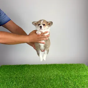 Welsh Corgi Pembroke - Dessy