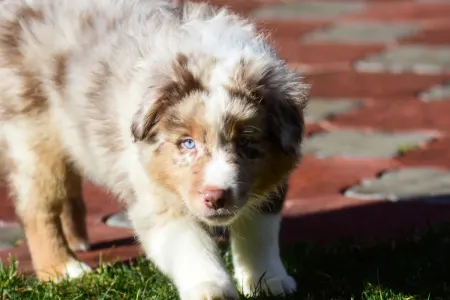 Miniature American Shepherd - Winstead One More Heart For The Ranch
