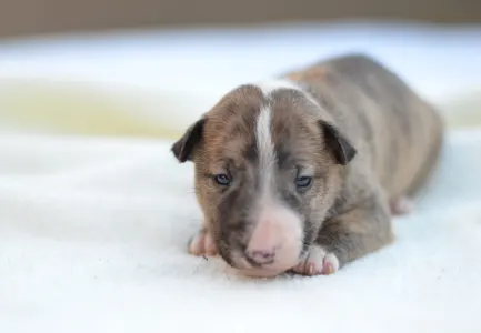 Миниатюрный бультерьер - Jake