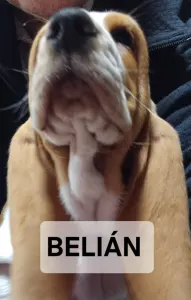 Basset Hound - Belián