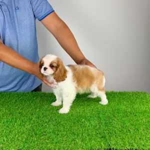 Cavalier King Charles Spaniel - Karosso