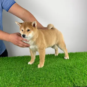 Shiba Inu - Lajta