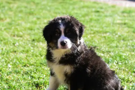 Miniature American Shepherd - Winstead Ode To The Western Sky