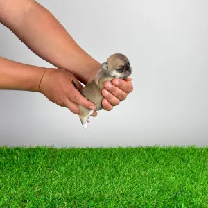 Чихуахуа - Esta