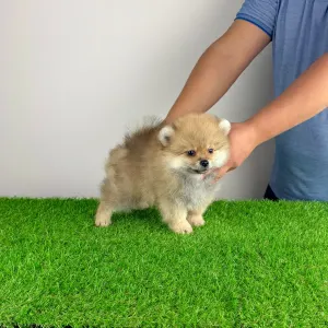 German Pomeranian Spitz - Orino