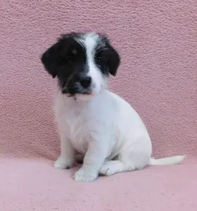 Jack Russell Terrier - Joyful Jack Candy