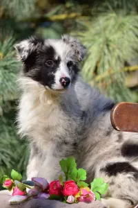 Border Koli - Allegro