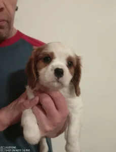 Cavalier King Charles Spaniel - Pocak