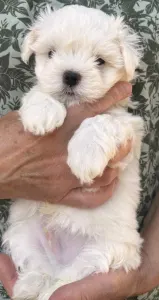 Maltese - Bryan