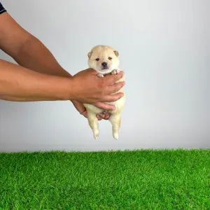 Shiba - Yuki