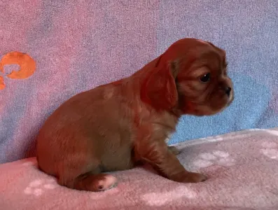 Cavalier King Charles Spaniel - Moony