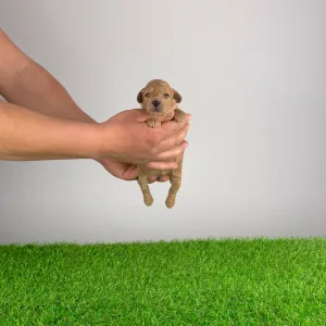 Poodle Miniature - Ninca