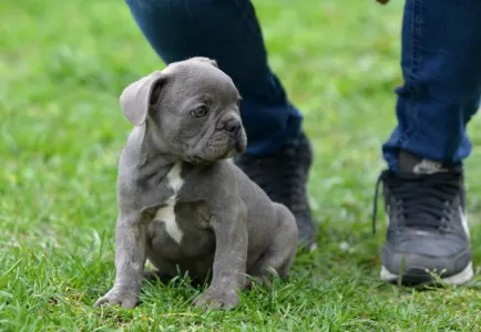 Bulldog francez - Monty