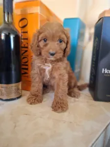 Cavapoo - Cavapoo F