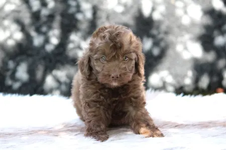Poodle Miniature - Latte Machiato