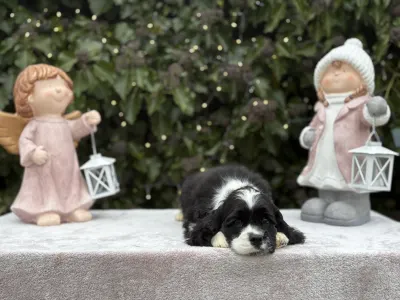 Amerikai cocker spániel - Dream Of Nightfall